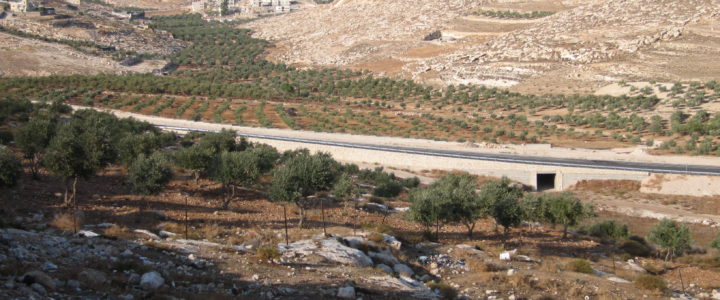 Campo in Palestina: costruire ponti di riconciliazione