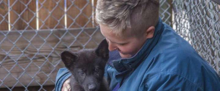 “Mission: Wolf”: prendersi cura dei lupi e dei cani-lupo nati in cattività