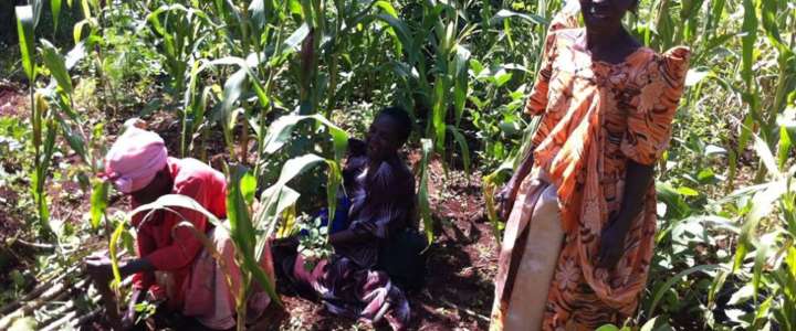 Riforestazione e protezione ambientale: un campo in Uganda
