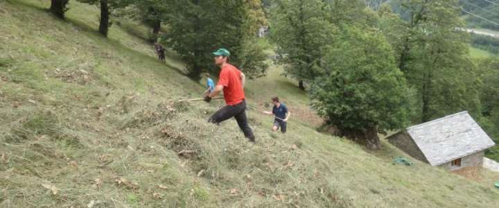 Campo di volontariato in Svizzera: Chestnut forest preservation