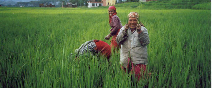 Agricoltura biologica in una comunità contadina in Indonesia