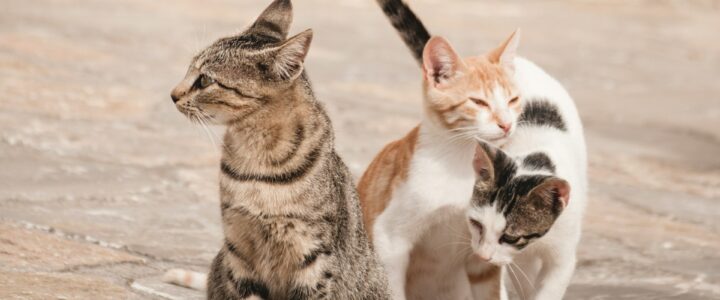 Volontariato per la Cura dei Gatti Randagi a Semarang, Indonesia