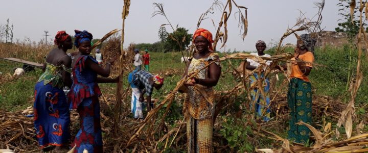 Agroecologia e Tradizione: Un’Esperienza Rurale in Senegal