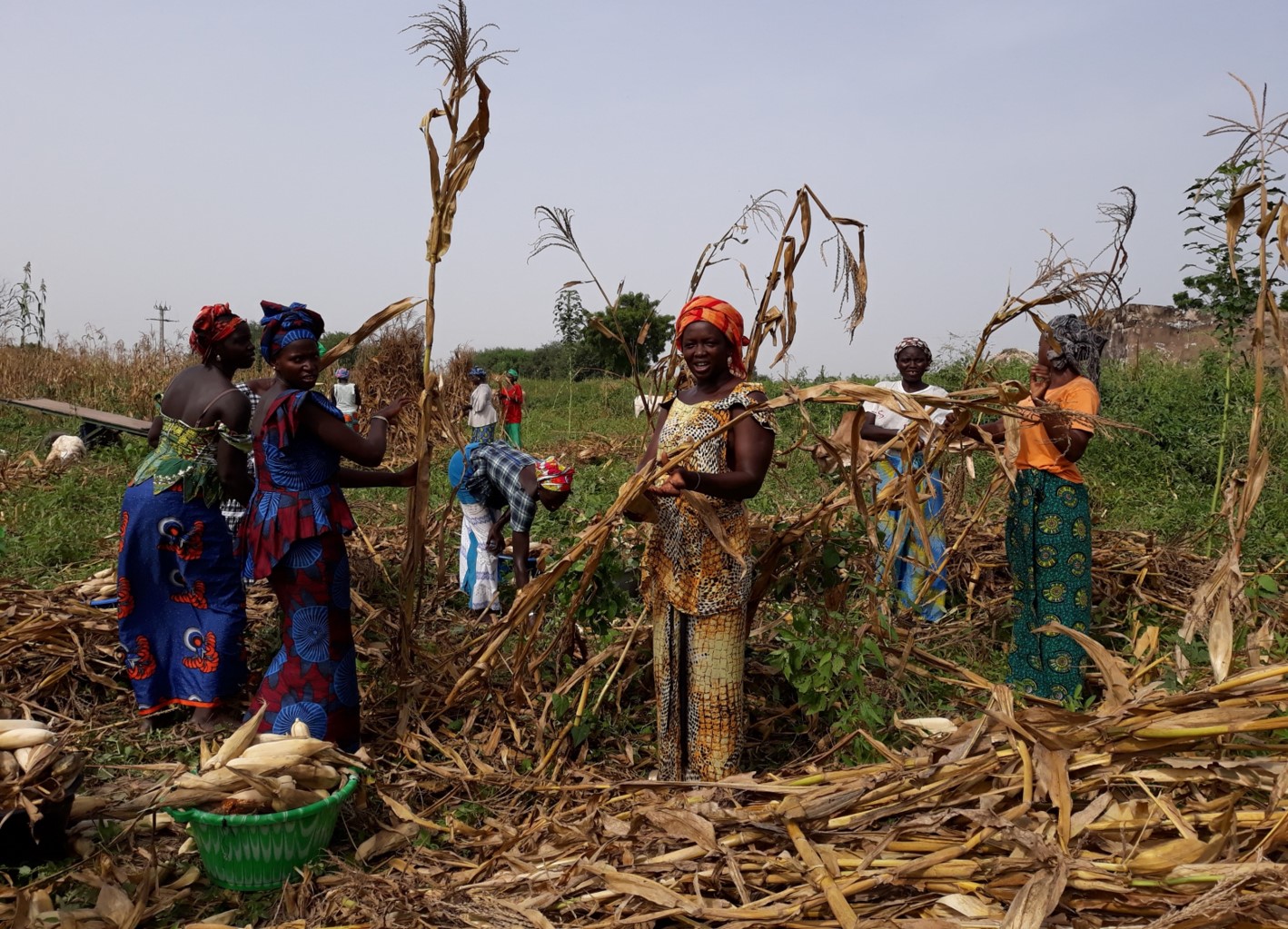 Donne senegalesi raccolgono piante nei campi.