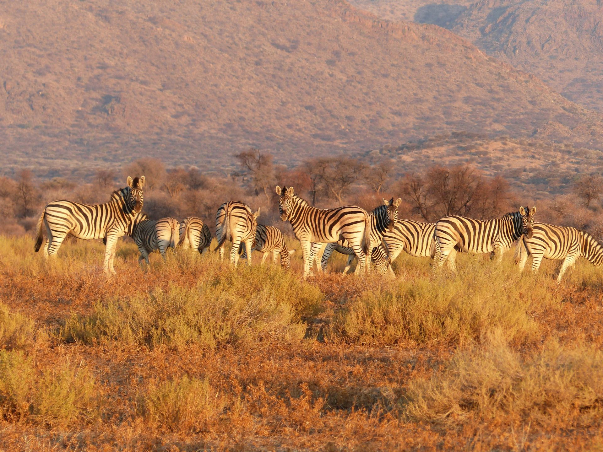Zebras in Nimbia’s savannah.
