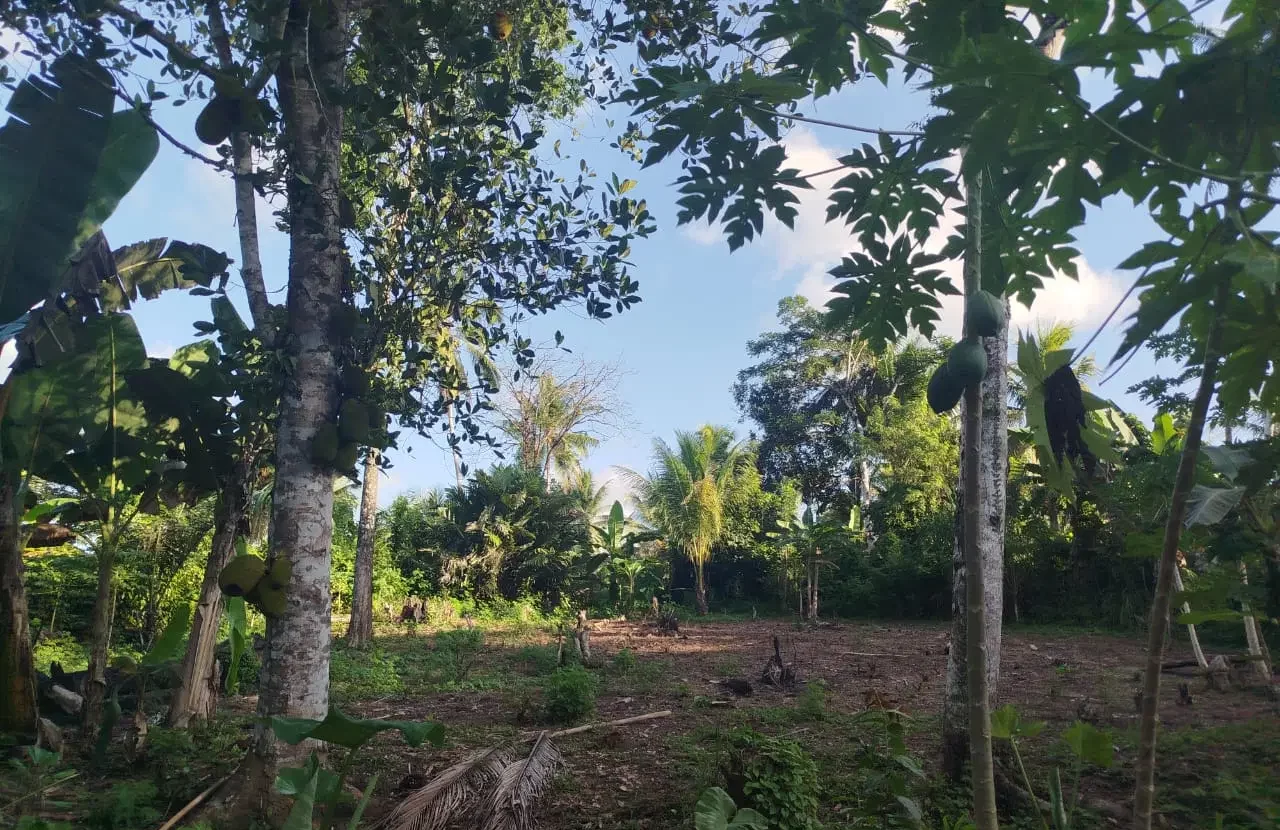 Buton Eco-Farming Summer Camp: agricoltura sostenibile e permacultura in Indonesia