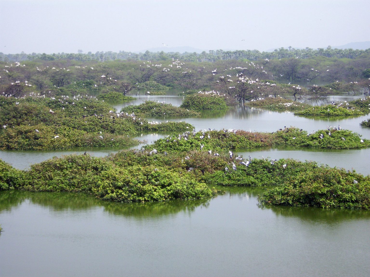 Campo di volontariato rurale in India tra educazione, ambiente e scambio culturale