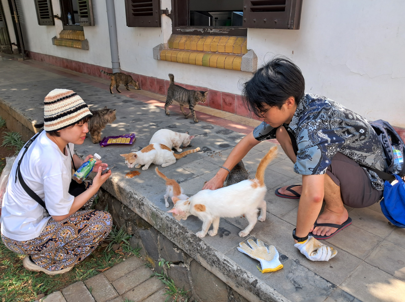Volontariato in Indonesia: prenditi cura dei gatti randagi a Semarang